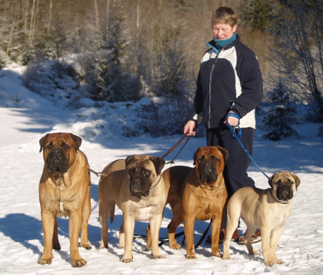 Old bullmastiff sales