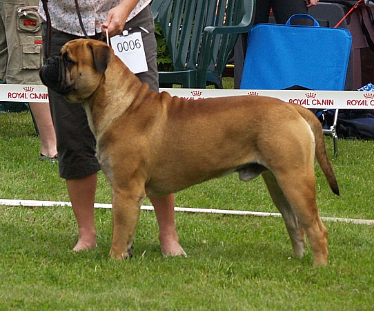 Norwegian bullmastiff shop